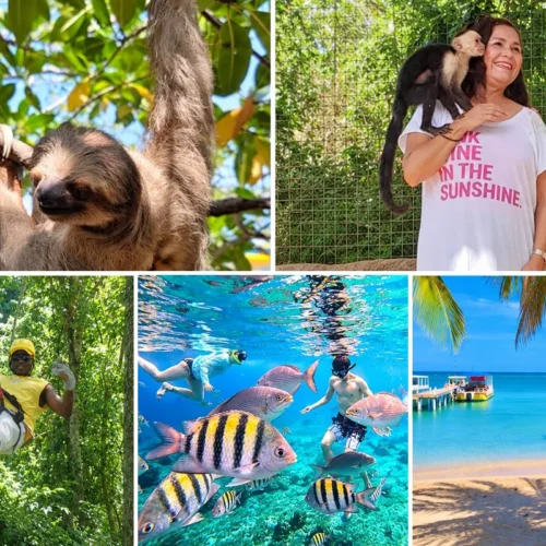 Roatan sloths, monkey, zipline and snorkeling tour: a sloth, a capuchin monkey, a zipline through the jungle, guests snorkeling with colorful fish and a beach with boats